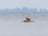 Numenius phaeopus Fårhagen, Bunkeflo strandängar, Malmö, Skåne, Sweden 20230723_0150