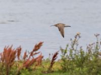 Numenius phaeopus Fårhagen, Bunkeflo strandängar, Malmö, Skåne, Sweden 20230723_0151