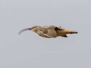 Numenius tahitiensis - Bristle-thighed Curlew - Alaskaspov