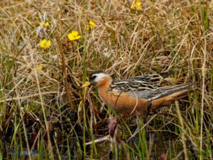 Phalaropus fulicarius - Red Phalarope - Brednäbbad simsnäppa