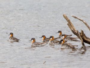 Phalaropus lobatus - Red-necked Phalarope - Smalnäbbad simsnäppa