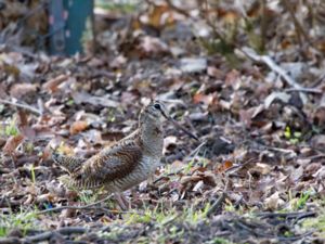 Scolopax rusticola - Eurasian Woodcock - Morkulla