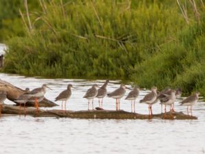 Tringa erythropus - Spotted Redshank - Svartsnäppa