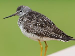 Tringa flavipes - Lesser Yellowlegs - Mindre gulbena