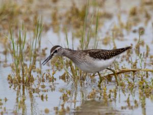 Tringa glareola - Wood Sandpiper - Grönbena