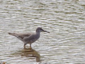 Tringa incana - Wandering Tattler - Amerikansk gråsnäppa