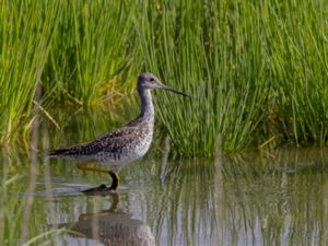 Tringa melanoleuca - Greater Yellowlegs - Större gulbena