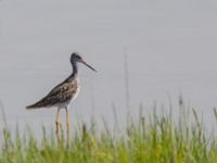 Tringa melanoleuca ad Kenai mudflats, Homer, Alaska, USA 20140617_0919