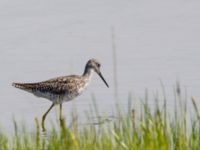 Tringa melanoleuca ad Kenai mudflats, Homer, Alaska, USA 20140617_0921