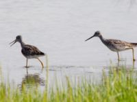 Tringa melanoleuca ad Kenai mudflats, Homer, Alaska, USA 20140617_0924