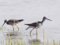 Tringa melanoleuca ad Kenai mudflats, Homer, Alaska, USA 20140617_0925