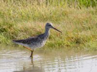 Tringa melanoleuca ad Kenai mudflats, Homer, Alaska, USA 20140617_0934