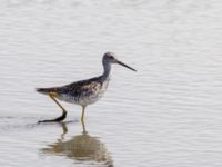 Tringa melanoleuca ad Kenai mudflats, Homer, Alaska, USA 20140617_0938