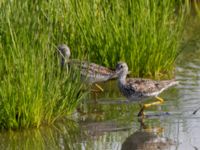 Tringa melanoleuca ad Kenai mudflats, Homer, Alaska, USA 20140617_0947