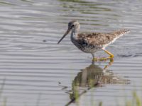 Tringa melanoleuca ad Kenai mudflats, Homer, Alaska, USA 20140617_0959