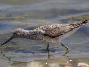 Tringa nebularia - Common Greenshank - Gluttsnäppa