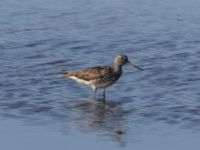 Tringa nebularia ad Roys hörna, Klagshamns udde, Malmö, Skåne, Sweden 20220724_0006