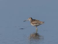 Tringa nebularia ad Roys hörna, Klagshamns udde, Malmö, Skåne, Sweden 20220724_0023