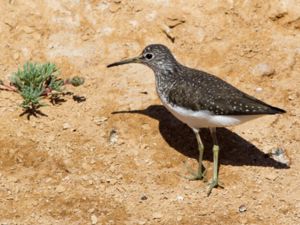 Tringa ochropus - Green Sandpiper - Skogssnäppa