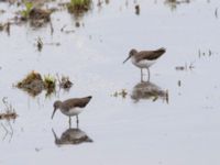 Tringa ochropus Roys hörna, Klagshamns udde, Malmö, Skåne, Sweden 20220718_0105