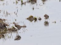 Tringa ochropus Roys hörna, Klagshamns udde, Malmö, Skåne, Sweden 20220718_0111