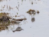 Tringa ochropus Roys hörna, Klagshamns udde, Malmö, Skåne, Sweden 20220718_0115