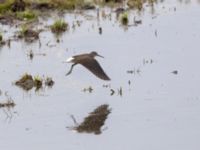 Tringa ochropus Roys hörna, Klagshamns udde, Malmö, Skåne, Sweden 20220718_0118