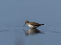 Tringa ochropus Roys hörna, Klagshamns udde, Malmö, Skåne, Sweden 20220724_0049