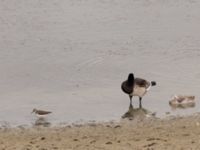 Tringa ochropus et Branta leucopsis ad et pull Paddreservatet, Norra hamnen,Malmö, Skåne, Sweden 20220726_0285