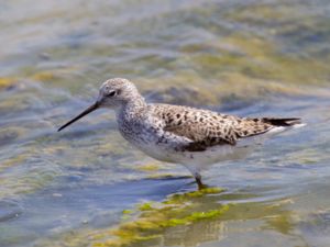 Tringa stagnatilis - Marsh Sandpiper - Dammsnäppa