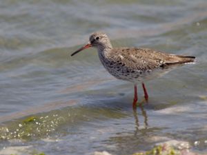 Tringa totanus - Common Redshank - Rödbena