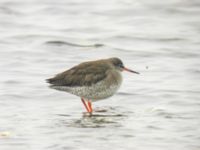 Tringa totanus Limhamns strandäng, Malmö, Skåne, Sweden 20060219B 082