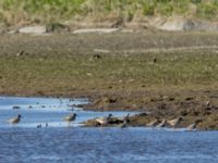 Tringa totanus et Calidris alpina Tygelsjöbäckens mynning, Tygelsjö ängar, Malmö, Skåne, Sweden 20170503_0009