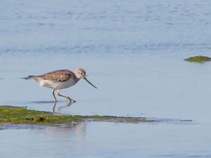 Xenus cinereus - Terek Sandpiper - Tereksnäppa