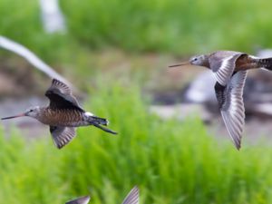 Limosa haemastica - Hudsonian Godwit - Hudsonspov