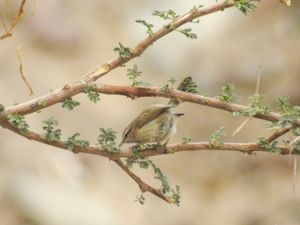 Scotocerca inquieta - Asian Scrub Warbler - Orientsnårsångare