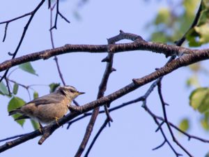 Sitta canadensis - Red-breasted Nuthatch - Rödbröstad nötväcka