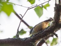 Sitta canadensis ad Hillside Park, Anchorage, Alaska, USA 20140629B_0023