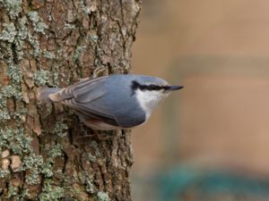 Sitta europaea - Eurasian Nuthatch - Nötväcka