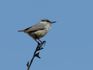 Sitta neumayer - Western Rock Nuthatch - Klippnötväcka