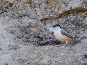 Sitta tephronota - Eastern Rock Nuthatch - Östlig klippnötväcka