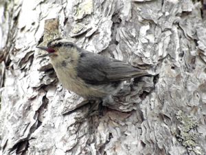 Sitta whiteheadi - Corsican Nuthatch - Korsikansk nötväcka