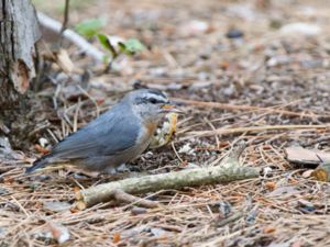 Sitta krueperi - Krüper's Nuthatch - Krüpers nötväcka