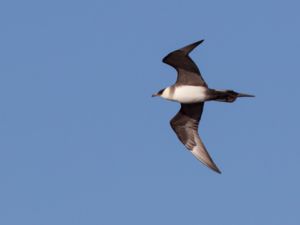 Stercorarius parasiticus - Parasitic Skua - Kustlabb