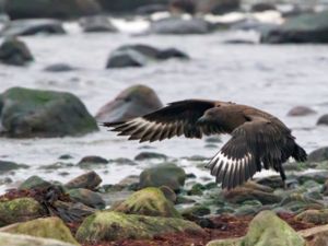 Stercorarius skua - Great Skua - Storlabb