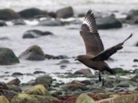 Stercorarius skua 1cy Stora Hult, Vejbystrand, Båstad, Skåne, Sweden 20111030C 200