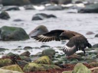 Stercorarius skua 1cy Stora Hult, Vejbystrand, Båstad, Skåne, Sweden 20111030C 201