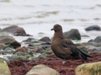 Stercorarius skua 1cy Stora Hult, Vejbystrand, Båstad, Skåne, Sweden 20111030C 221