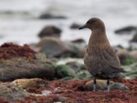 Stercorarius skua 1cy Stora Hult, Vejbystrand, Båstad, Skåne, Sweden 20111030C 269