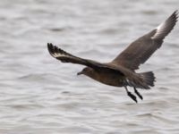 Stercorarius skua 1cy Stora Hult, Vejbystrand, Båstad, Skåne, Sweden 20111030C 288